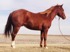 Anyware This Smart <BR> AQHA 5888273